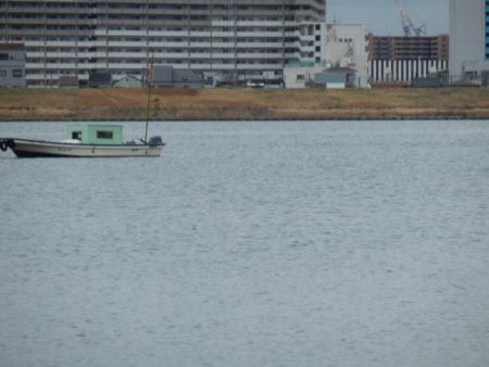 ボラニング⁇ボニング⁇シーバスだよ‼